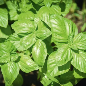 Basil aroma