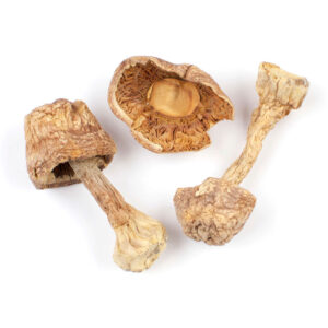 Brazilian mushroom (Agaricus blazei)