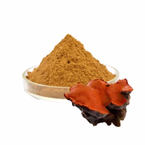 Camphor mushroom (Antrodia Camphorata)