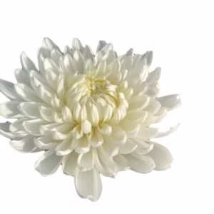 Chrysanthemum Whole/ Cut