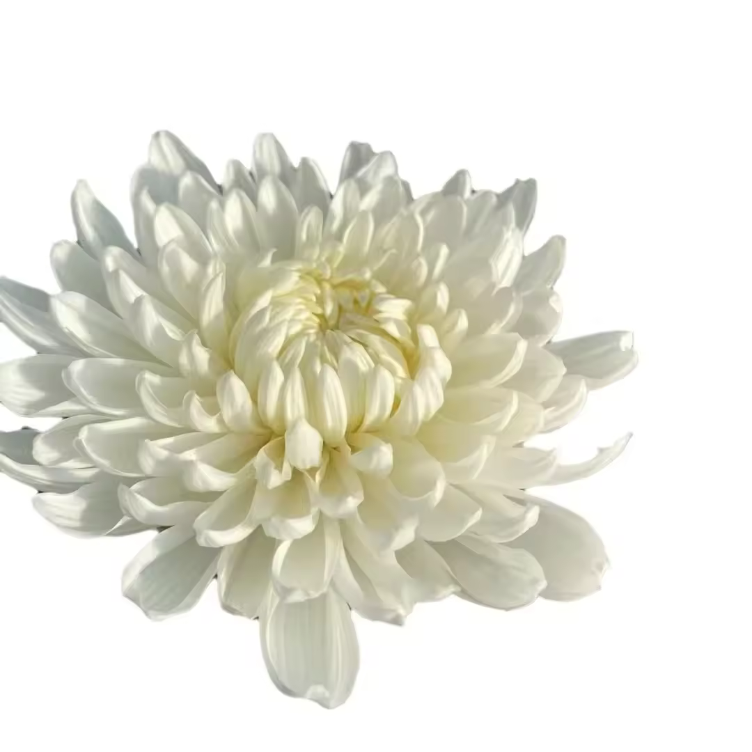 Chrysanthemum Whole/ Cut