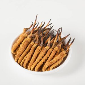 Cordyceps