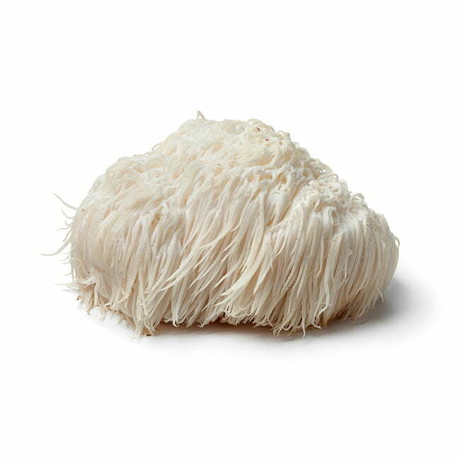 Hedgehog soprano – Lion’s Mane