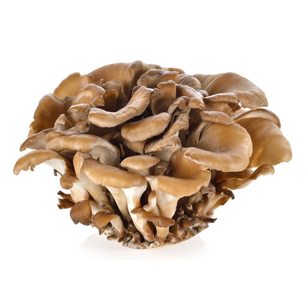 Maitake mushroom (Grifola frondosa)