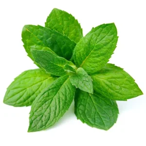 Mint flavor