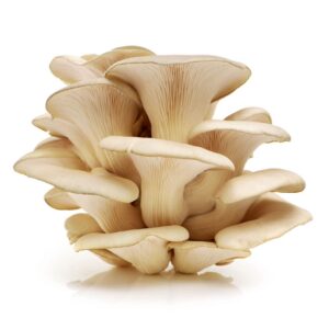 Oyster mushroom (Pleurotus ostreatus)