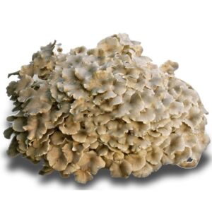 Polyporus umbellatus (Polyporus umbellatus).