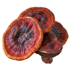 Reishi mushroom (Ganoderma lucidum).