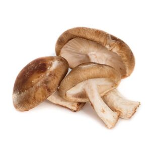 Shiitake (Lentinus edodes)
