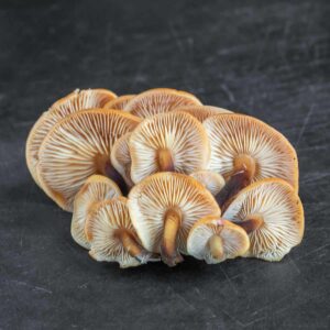Winter fawn (Flammulina velutipes)